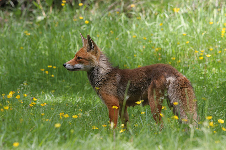 il Gran Paradiso e i suoi animali